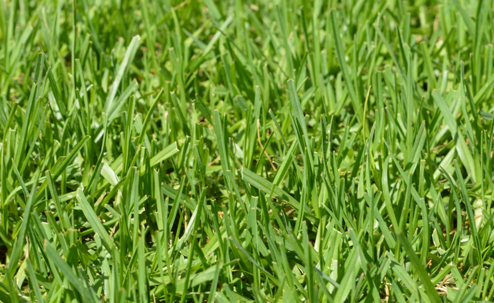 Eureka Kikuyu | Instant Lawn