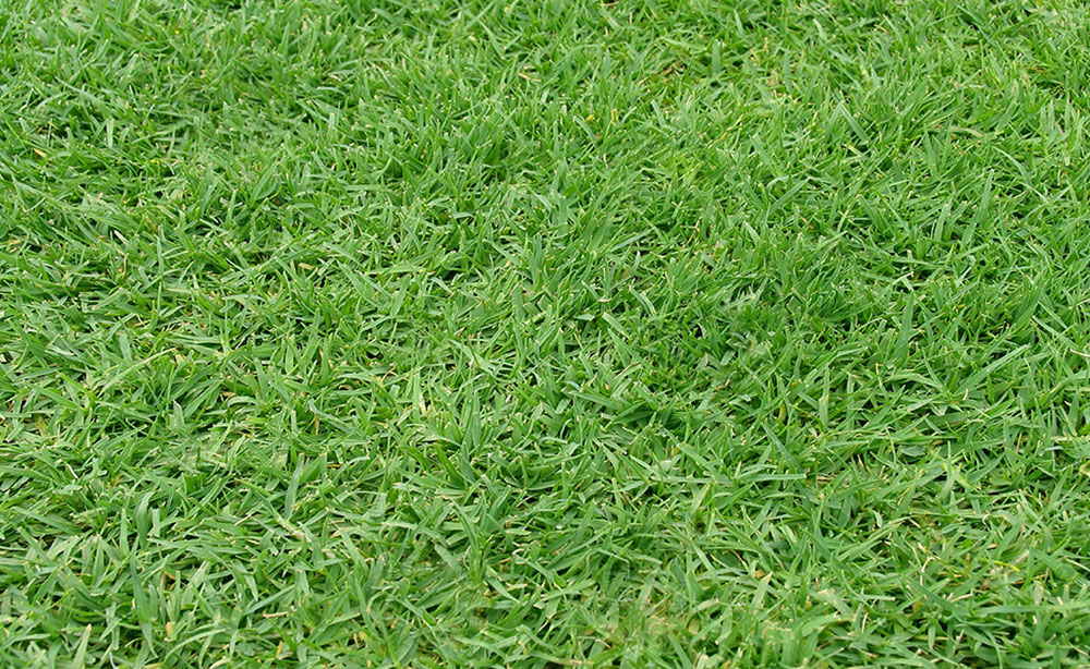 Windsor Green | Instant Lawn