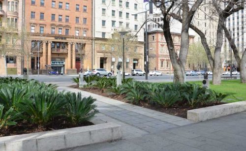 Landscaping Adelaide's North Terrace 5