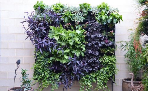 Vertical Gardens Adelaide