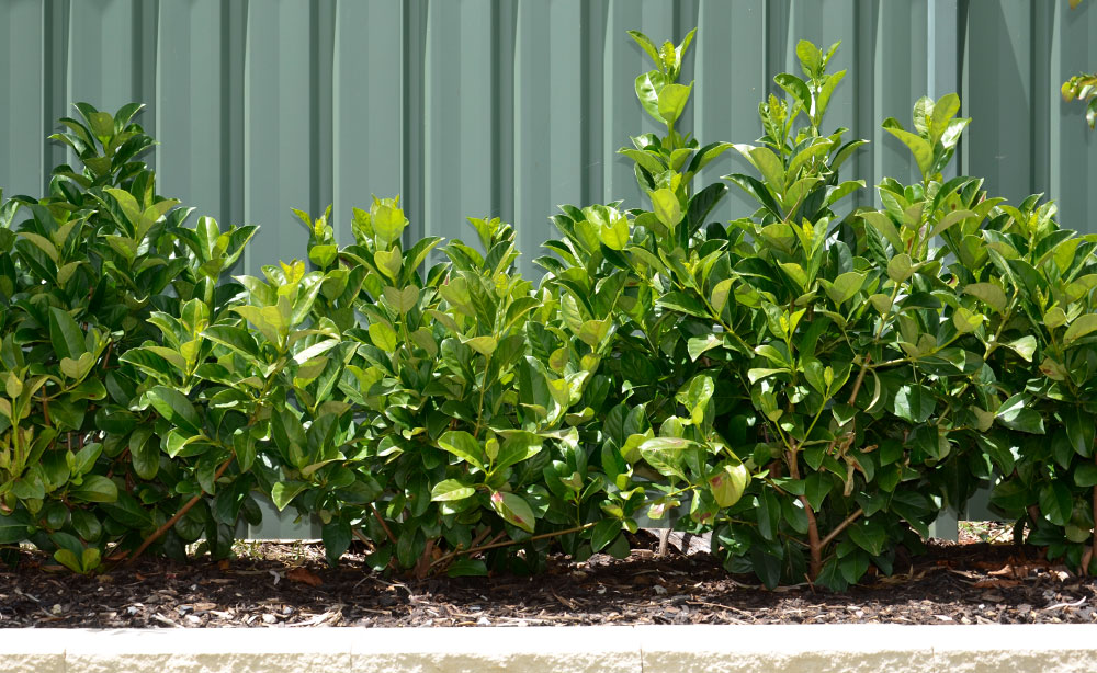 Viburnum Odoratissum